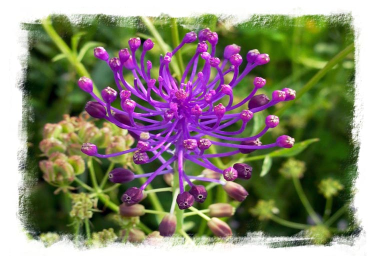 Flower una selezione di immagini fotografie di fiori e piante in Gallura Sardegna