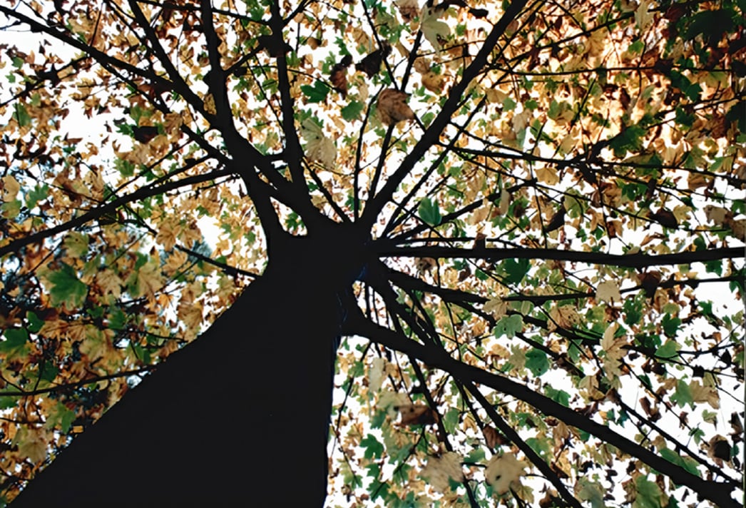 murrali.it costruzione siti web Fotografia e Mail Art - Murrali Giovanni Maria Fotografo
